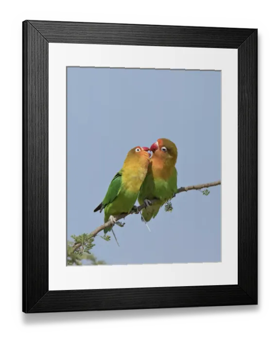 Framed Print : Africa, Tanzania, Serengeti. Fischers Lovebirds (Agapornis fischeri) Framed Print : Africa, Tanzania, Serengeti. Fischers Lovebirds (Agapornis fischeri)