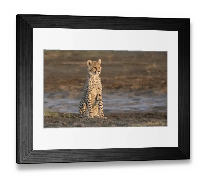 Framed Print : Africa, Tanzania, Serengeti. Cheetah cub (Acinonyx jubatus) Framed Print : Africa, Tanzania, Serengeti. Cheetah cub (Acinonyx jubatus)