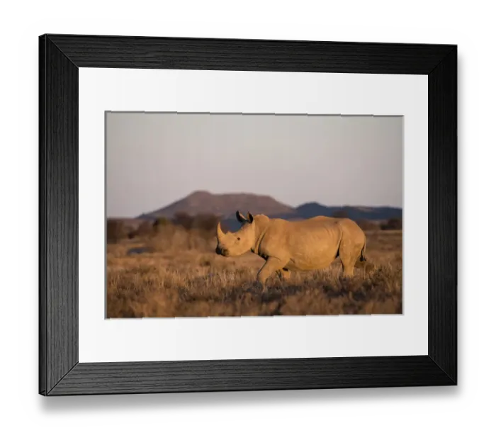 Framed Print : White Rhinoceros (Ceratotherium simum), Great Karoo, Private Reserve, SOUTH AFRICA Framed Print : White Rhinoceros (Ceratotherium simum), Great Karoo, Private Reserve, SOUTH AFRICA
