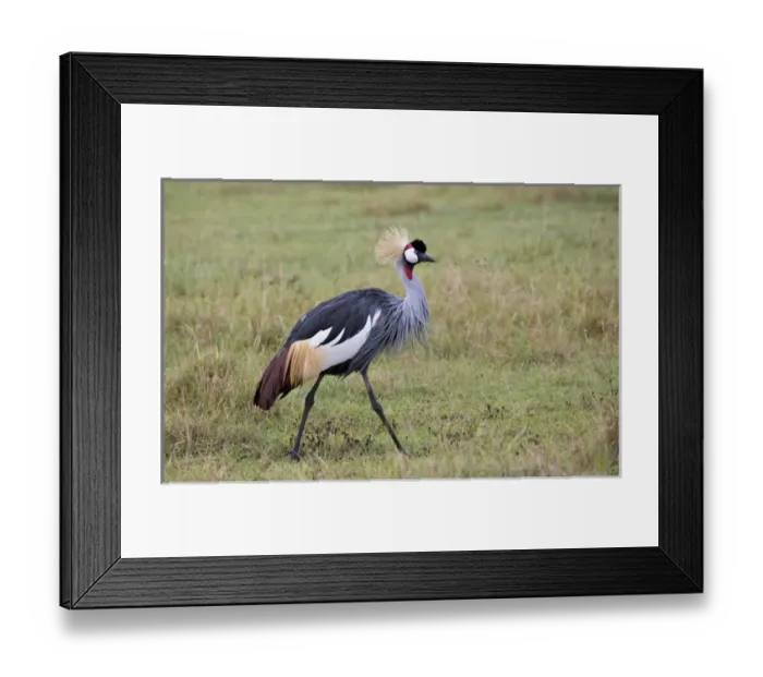Framed Print : Africa, Tanzania, Ngorongoro Crater, Grey Crowned Crane (Balearica regulorum) Framed Print : Africa, Tanzania, Ngorongoro Crater, Grey Crowned Crane (Balearica regulorum)