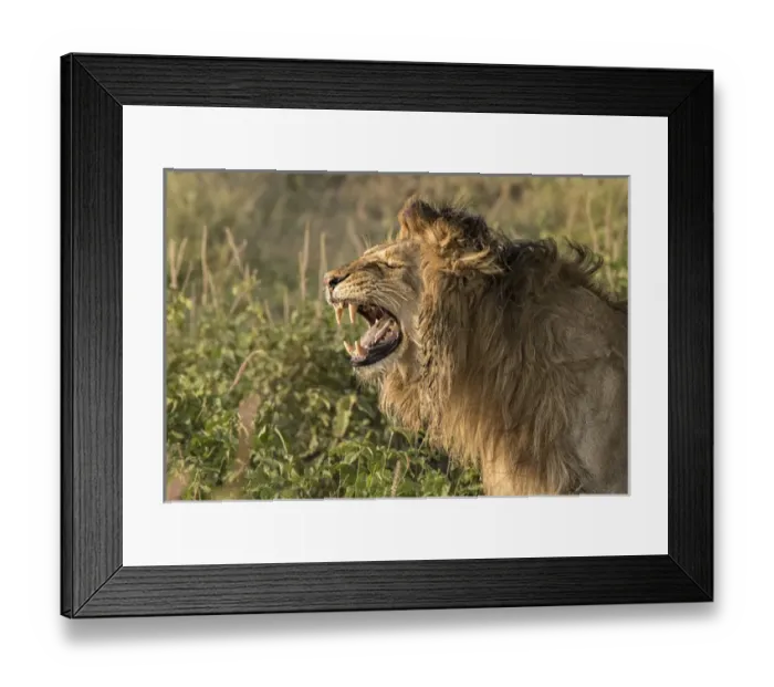 Framed Print : Africa, Tanzania, Serengeti. Male lion (Panthera leo) in the act of fleming Framed Print : Africa, Tanzania, Serengeti. Male lion (Panthera leo) in the act of fleming