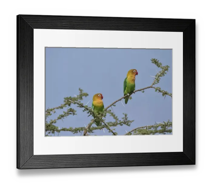 Framed Print : Africa, Tanzania, Serengeti. Fischers Lovebirds (Agapornis fischeri) Framed Print : Africa, Tanzania, Serengeti. Fischers Lovebirds (Agapornis fischeri)