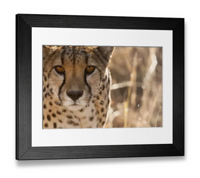 Framed Print : Cheetah Conservation Fund, Nambia. Africa. Off-center close-up of a cheetah