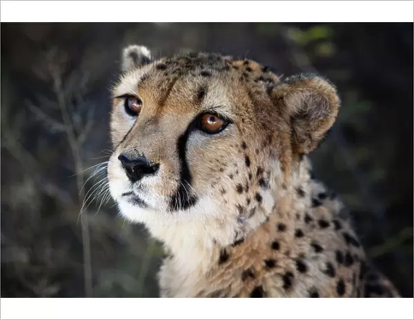 Namibia. Close up of a cheetah