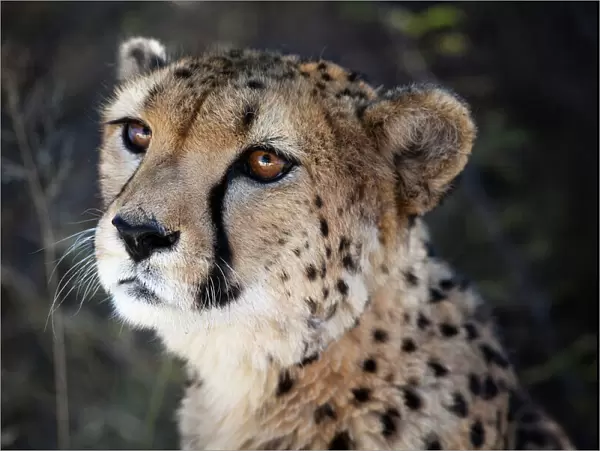 Namibia. Close up of a cheetah