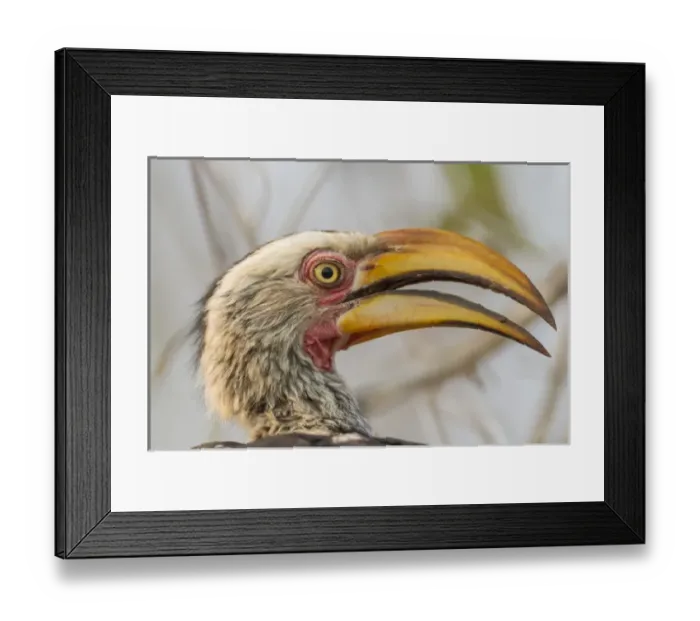 Framed Print : Africa, South Africa, Londolozi Private Game Reserve. Profile of yellow-billed hornbill bird Framed Print : Africa, South Africa, Londolozi Private Game Reserve. Profile of yellow-billed hornbill bird