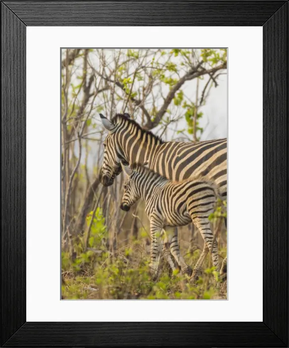 Framed Print : Africa, South Africa, Londolozi Private Game Reserve. Mother and juvenile zebras Framed Print : Africa, South Africa, Londolozi Private Game Reserve. Mother and juvenile zebras
