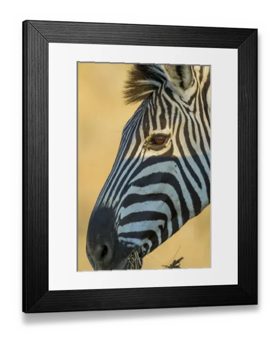 Framed Print : Africa, South Africa, Londolozi Private Game Reserve. Profile of zebra. Credit as
