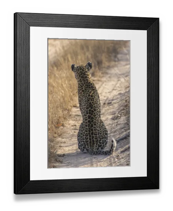 Framed Print : Africa, South Africa, Sabi Sabi Private Game Reserve. Back of leopard sitting in road Framed Print : Africa, South Africa, Sabi Sabi Private Game Reserve. Back of leopard sitting in road