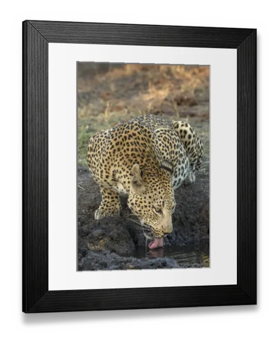 Framed Print : Africa, South Africa, Sabi Sabi Private Game Reserve. Leopard drinking from a waterhole