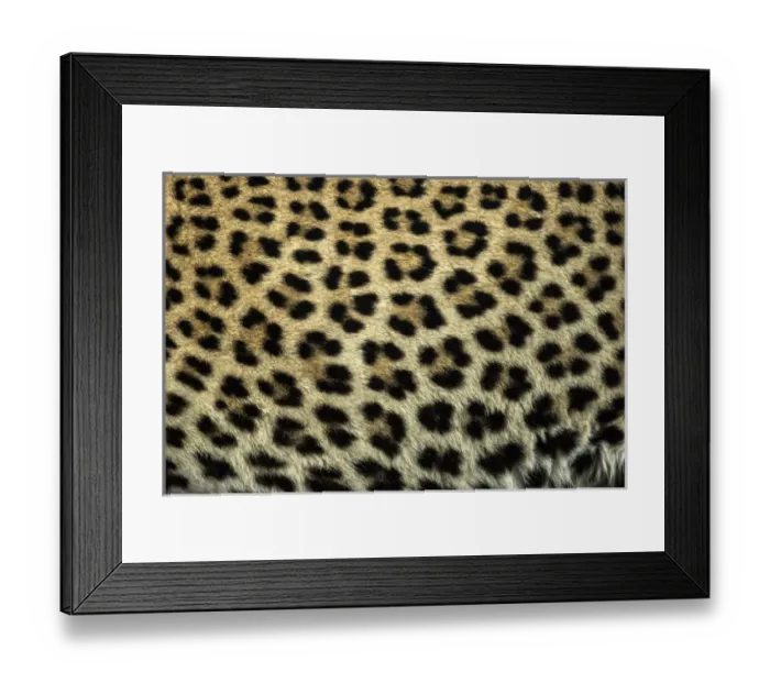 Framed Print : Africa, South Africa, Sabi Sabi Private Game Reserve. Close-up of leopard spots. Credit as Framed Print : Africa, South Africa, Sabi Sabi Private Game Reserve. Close-up of leopard spots. Credit as
