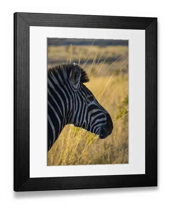 Framed Print : Africa, South Africa, Welgevonden Game Reserve Framed Print : Africa, South Africa, Welgevonden Game Reserve