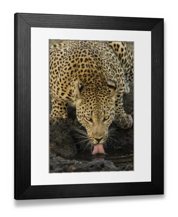 Framed Print : Africa, South Africa, Kruger National Park. Male leopard drinking at waterhole. Credit as Framed Print : Africa, South Africa, Kruger National Park. Male leopard drinking at waterhole. Credit as