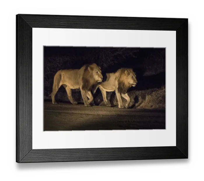 Framed Print : Africa, South Africa, Sabi Sabi Private Game Reserve. Two male lions walking at night Framed Print : Africa, South Africa, Sabi Sabi Private Game Reserve. Two male lions walking at night