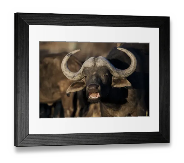 Framed Print : Buffalo (Syncerus caffer), Private game ranch, Great Karoo, SOUTH AFRICA Framed Print : Buffalo (Syncerus caffer), Private game ranch, Great Karoo, SOUTH AFRICA