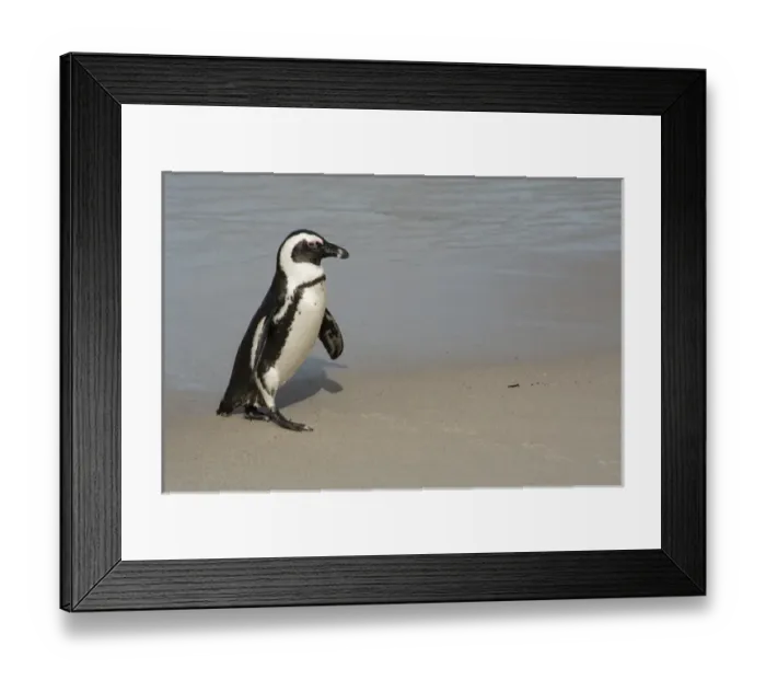 Framed Print : South Africa, Cape Town, Simons Town, Table Mountain National Park, Boulders Beach Framed Print : South Africa, Cape Town, Simons Town, Table Mountain National Park, Boulders Beach