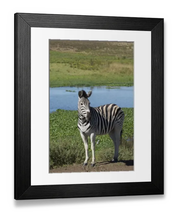 Framed Print : South Africa, Durban. Tala Game Reserve. Plains zebra (Equus quagga, formerly Equus burchellii) Framed Print : South Africa, Durban. Tala Game Reserve. Plains zebra (Equus quagga, formerly Equus burchellii)