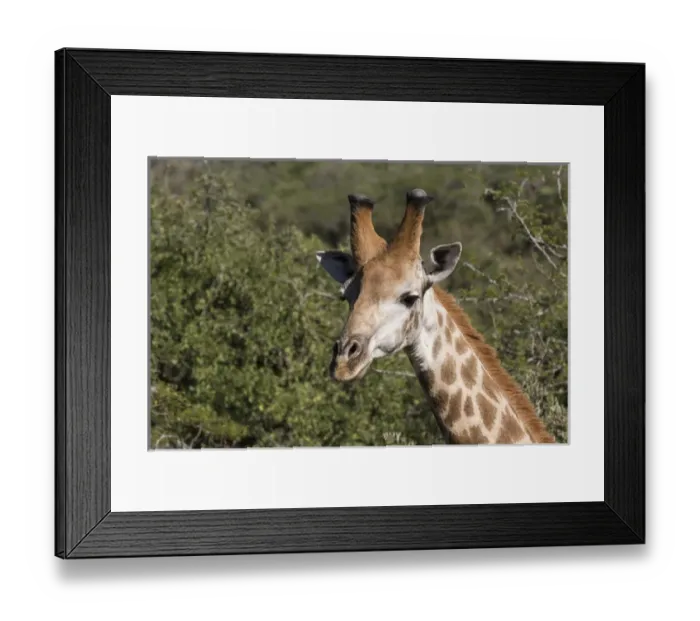 Framed Print : South Africa, Durban, Tala Game Reserve. Giraffe (Wild: Giraffa camelopardalis), head detail