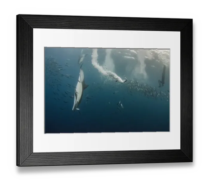 Framed Print : Cape gannet (Morus capensis) Long-beaked common dolphin (Delphinus capensis) Framed Print : Cape gannet (Morus capensis) Long-beaked common dolphin (Delphinus capensis)
