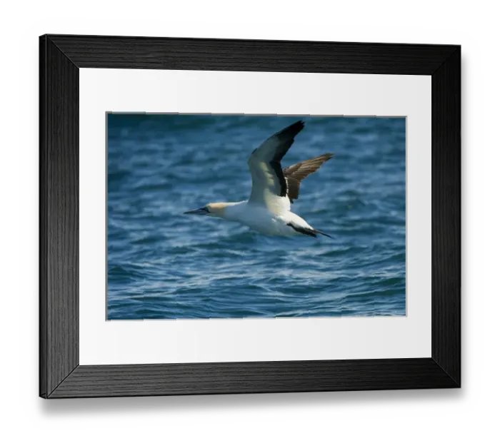 Framed Print : Cape gannet (Morus capensis) Sardine run, Eastern Cape, , SOUTH AFRICA Framed Print : Cape gannet (Morus capensis) Sardine run, Eastern Cape, , SOUTH AFRICA