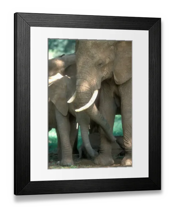 Framed Print : Mother African Elephant (loxodonta africana) protecting two babies Framed Print : Mother African Elephant (loxodonta africana) protecting two babies