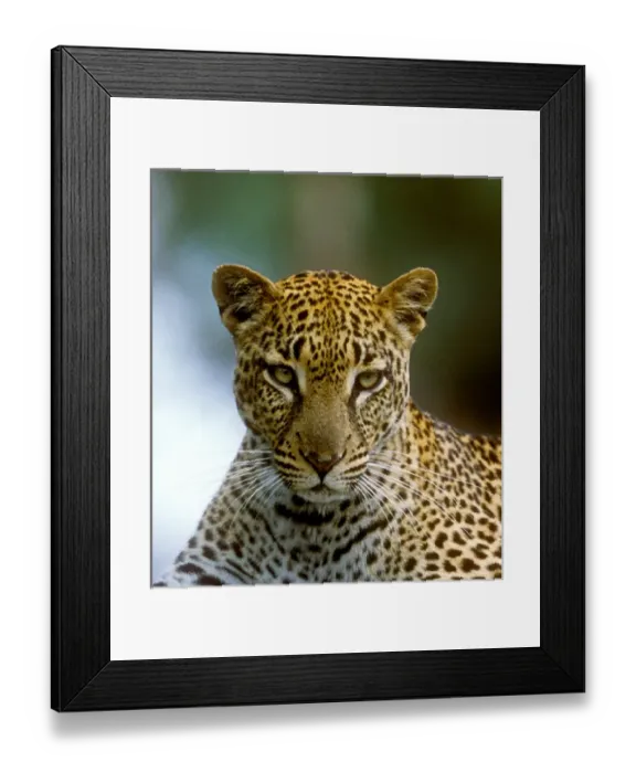 Framed Print : A leopard hunting in a forest in Kenya Framed Print : A leopard hunting in a forest in Kenya