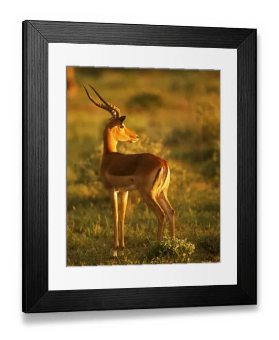 Framed Print : Impala (aepyceros melampus) In Late Afternoon Sun. Good eye highlight Framed Print : Impala (aepyceros melampus) In Late Afternoon Sun. Good eye highlight