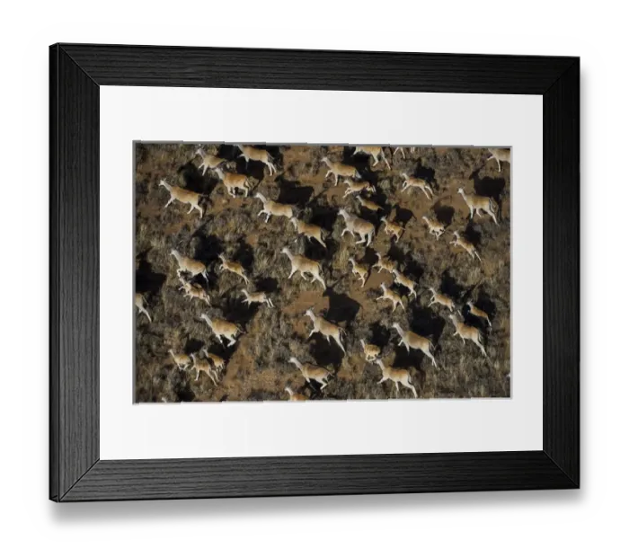 Framed Print : Eland (Taurotragus oryx), Private game ranch, Great Karoo, SOUTH AFRICA