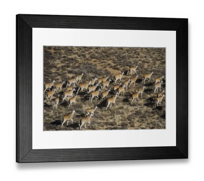 Framed Print : Eland (Taurotragus oryx), Private game ranch, Great Karoo, SOUTH AFRICA Framed Print : Eland (Taurotragus oryx), Private game ranch, Great Karoo, SOUTH AFRICA