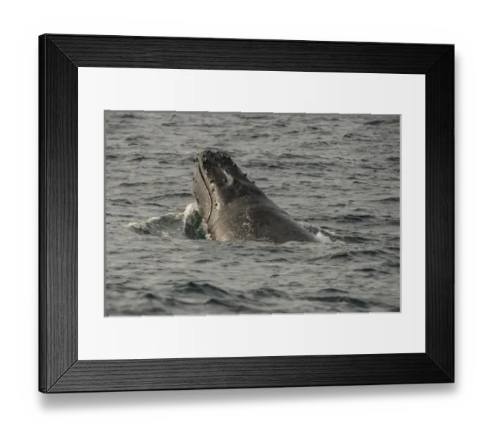 Framed Print : Humpback Whale (Megaptera novaeangliae), Sardine run, Eastern Cape, SOUTH AFRICA Framed Print : Humpback Whale (Megaptera novaeangliae), Sardine run, Eastern Cape, SOUTH AFRICA