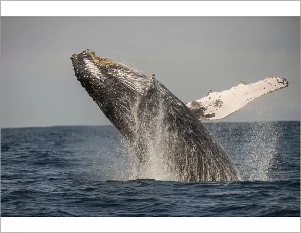 Humpback Whale (Megaptera novaeangliae), Sardine run, Eastern Cape, SOUTH AFRICA