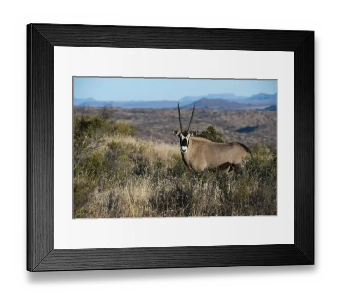 Framed Print : Gemsbok (Oryx gazella), Private game ranch, Great Karoo, SOUTH AFRICA Framed Print : Gemsbok (Oryx gazella), Private game ranch, Great Karoo, SOUTH AFRICA