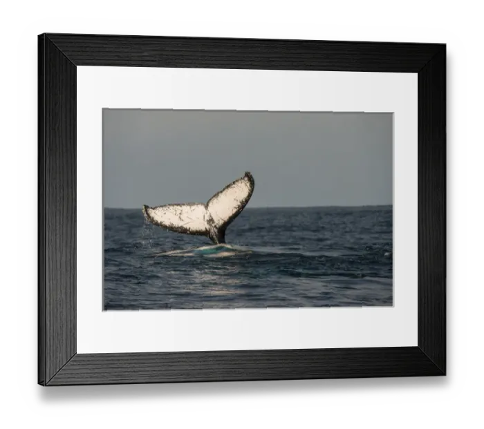Framed Print : Humpback Whale (Megaptera novaeangliae), Sardine run, Eastern Cape, SOUTH AFRICA