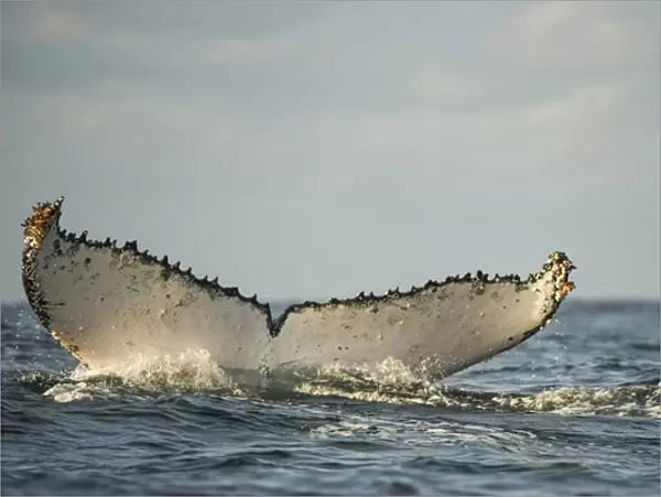 Humpback Whale (Megaptera novaeangliae) Sardine run, Eastern Cape, SOUTH AFRICA