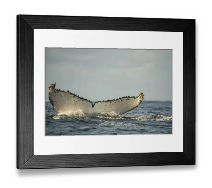 Framed Print : Humpback Whale (Megaptera novaeangliae) Sardine run, Eastern Cape, SOUTH AFRICA