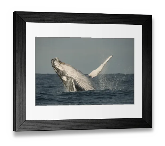 Framed Print : Humpback Whale (Megaptera novaeangliae) Sardine run, Eastern Cape Framed Print : Humpback Whale (Megaptera novaeangliae) Sardine run, Eastern Cape