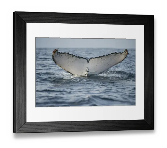Framed Print : Humpback Whale (Megaptera novaeangliae) Sardine run, Eastern Cape, SOUTH AFRICA Framed Print : Humpback Whale (Megaptera novaeangliae) Sardine run, Eastern Cape, SOUTH AFRICA