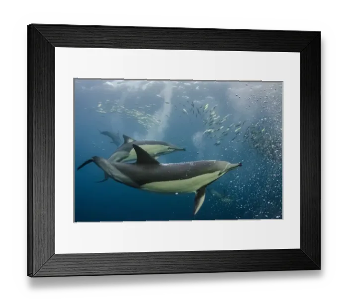 Framed Print : Long-beaked common dolphin (Delphinus capensis) & snorkeler Feeding in Sardine run