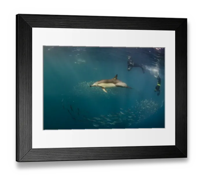 Framed Print : Long-beaked common dolphin (Delphinus capensis) & snorkeler Feeding in Sardine run