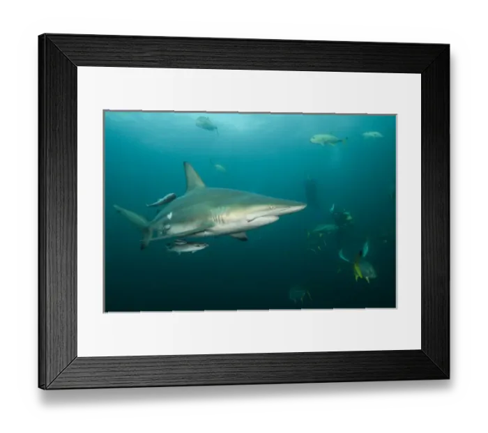 Framed Print : Oceanic Black-tip shark (Carcharhinus limbatus) & Chum Bucket & Diver, Baited shark dive Framed Print : Oceanic Black-tip shark (Carcharhinus limbatus) & Chum Bucket & Diver, Baited shark dive