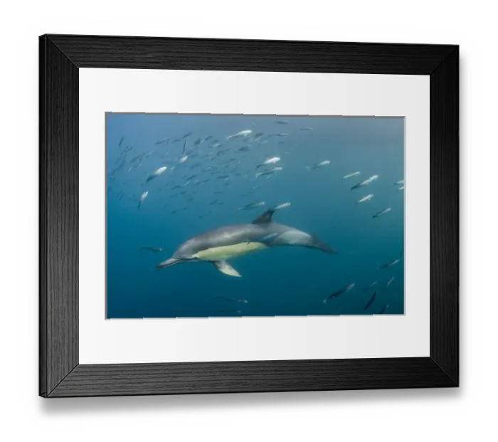 Framed Print : Long-beaked common dolphin (Delphinus capensis) feeding in Sardine run, (Sardinops sagax) Framed Print : Long-beaked common dolphin (Delphinus capensis) feeding in Sardine run, (Sardinops sagax)