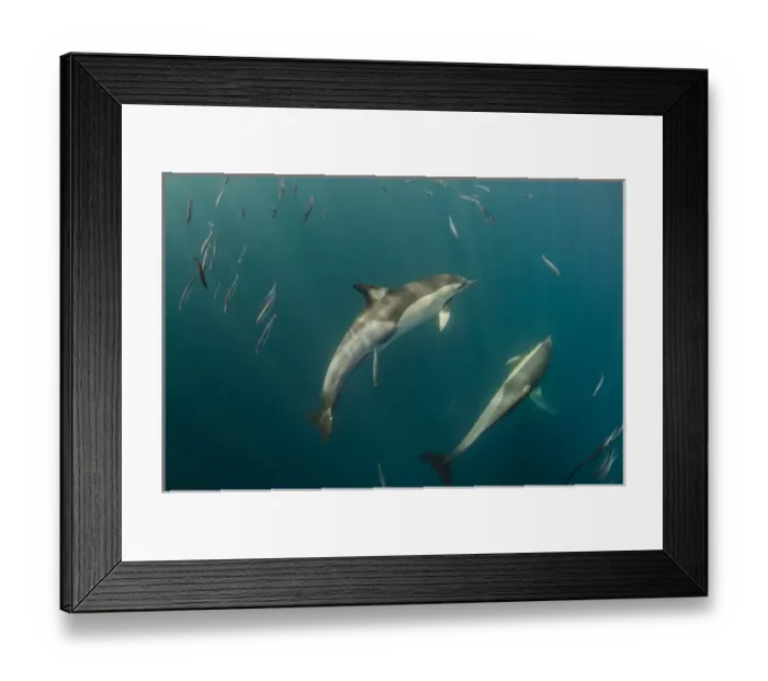 Framed Print : Long-beaked common dolphin (Delphinus capensis), Feeding in Sardine run, (Sardinops sagax) Framed Print : Long-beaked common dolphin (Delphinus capensis), Feeding in Sardine run, (Sardinops sagax)