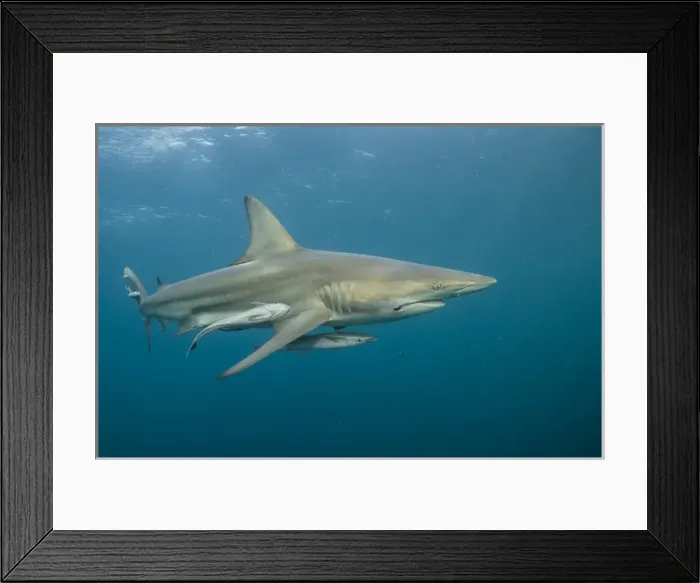 Framed Print : Oceanic Black-tip shark (Carcharhinus limbatus) & Remora (Remora remora), Baited shark dive