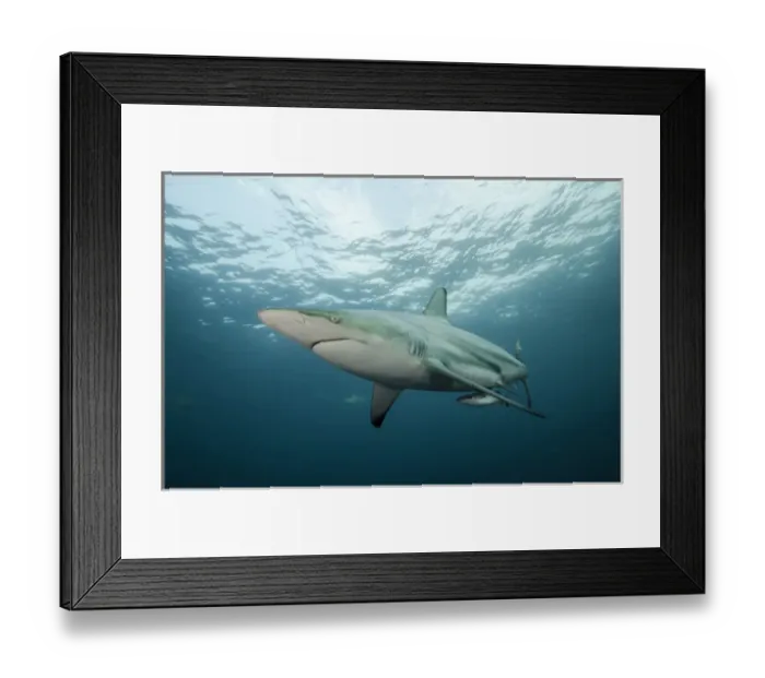 Framed Print : Oceanic Black-tip shark (Carcharhinus limbatus) & Remora (Remora remora), Baited shark dive Framed Print : Oceanic Black-tip shark (Carcharhinus limbatus) & Remora (Remora remora), Baited shark dive