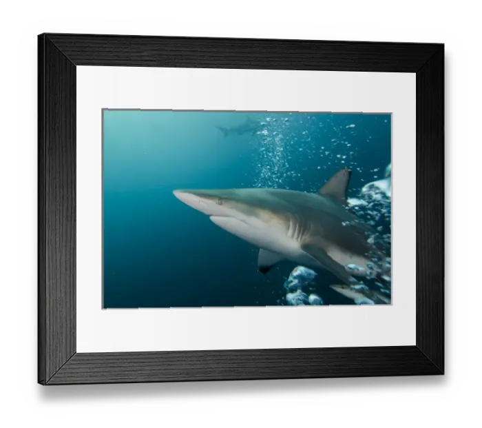 Framed Print : Oceanic Black-tip shark (Carcharhinus limbatus) & Remora (Remora remora), Baited shark dive Framed Print : Oceanic Black-tip shark (Carcharhinus limbatus) & Remora (Remora remora), Baited shark dive