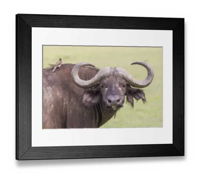 Framed Print : Cape buffalo faces camera, close up, large horns, with yellow ox pecker bird on its shoulder Framed Print : Cape buffalo faces camera, close up, large horns, with yellow ox pecker bird on its shoulder
