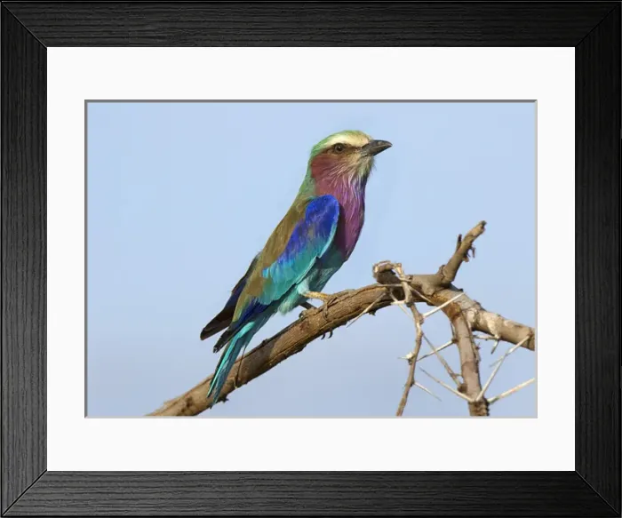 Framed Print : Africa, Tanzania, Serengeti, Lilac-breasted Roller (Coracias caudata) Framed Print : Africa, Tanzania, Serengeti, Lilac-breasted Roller (Coracias caudata)