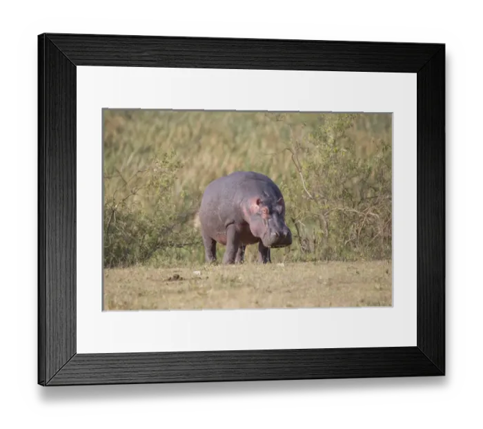 Framed Print : Africa, Tanzania, Ngorongoro Crater. Hippopotamus Hippopotamus amphibius) Framed Print : Africa, Tanzania, Ngorongoro Crater. Hippopotamus Hippopotamus amphibius)