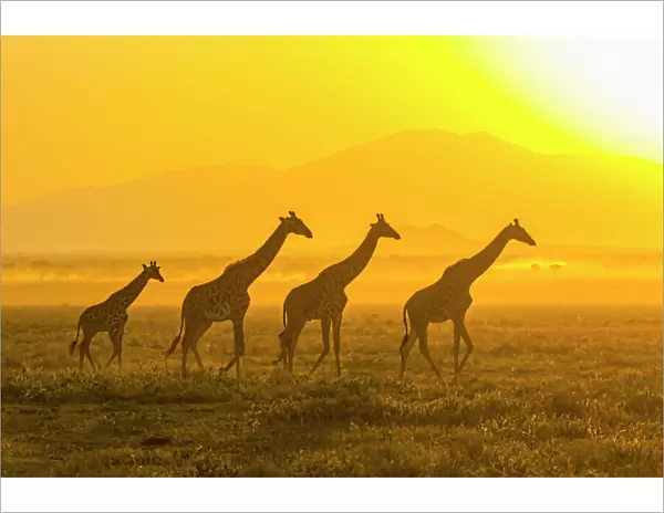 Africa, Tanzania, Serengeti. Five giraffes (Masai subspecies, Giraffa camelopardalis