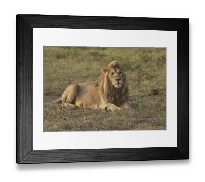 Framed Print : Africa, Tanzania, Serengeti. Male lion (Panthera leo). Note flies on face